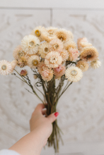 Dried strawflower bunch, cream, blush, peach,  RTS