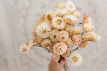 Dried strawflower bunch, cream, blush, peach,  RTS