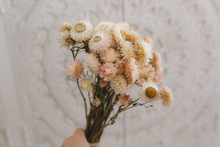 Dried strawflower bunch, cream, blush, peach,  RTS