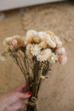 Dried strawflower bunch, cream, blush, peach,  RTS