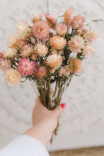 Dried strawflower bunch, cream, blush, pink,  RTS