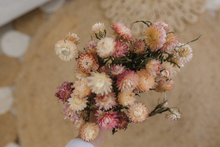 Dried strawflower bunch, cream, blush, pink,  RTS