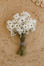 Dried strawflower bunch, Helipterum Pierrot White, RTS
