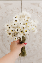Dried strawflower bunch, Helipterum Pierrot White, RTS