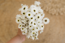 Dried strawflower bunch, Helipterum Pierrot White, RTS