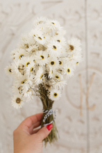 Dried strawflower bunch, Helipterum Pierrot White, RTS