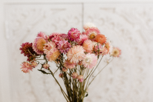 Dried strawflower bunch, dark pink mix,  RTS