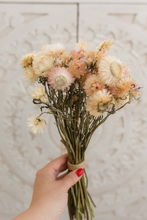 Dried strawflower bunch, cream light pink mix, RTS