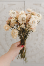 Dried strawflower bunch, cream light pink mix, RTS