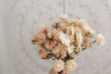 Dried strawflower bunch, cream light pink mix, RTS