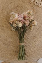 Dried strawflower bunch, cream light pink mix, RTS