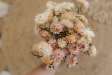 Dried strawflower bunch, cream light pink mix, RTS