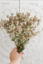 Dried astrantia bunch, green light pink grey, RTS
