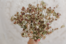 Dried astrantia bunch, green light pink grey, RTS