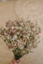 Dried astrantia bunch, green light pink grey, RTS
