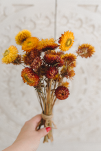 Dried orange yellow strawflower bunch, vibrant, RTS