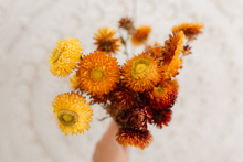 Dried orange yellow strawflower bunch, vibrant, RTS