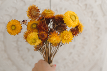 Dried orange yellow strawflower bunch, vibrant, RTS
