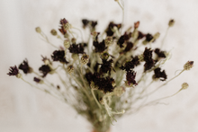 Dried cornflower bunch, burgundy, plum, dark,  RTS
