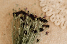 Dried cornflower bunch, burgundy, plum, dark,  RTS