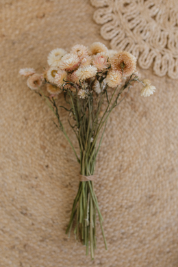 Dried strawflower bunch, cream, blush, peach,  RTS