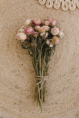Dried strawflower bunch, cream, blush, pink,  RTS