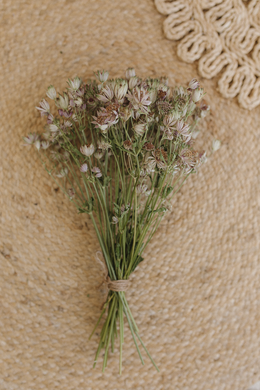 Dried astrantia bunch, green light pink grey, RTS