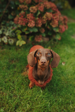 Mini Dachshund sweater, fluffy rust,  hand knitted, made to order