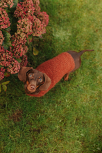 Mini Dachshund sweater, fluffy rust,  hand knitted, made to order