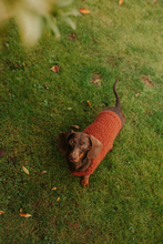 Mini Dachshund sweater, fluffy rust,  hand knitted, made to order
