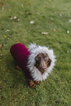 Mini Dachshund sweater, hand knitted, made to order