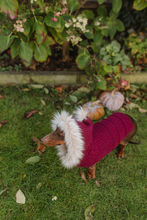 Mini Dachshund sweater, hand knitted, made to order