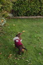 Mini Dachshund sweater, hand knitted, made to order