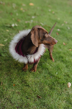 Mini Dachshund sweater, hand knitted, made to order