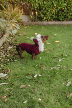 Mini Dachshund sweater, hand knitted, made to order